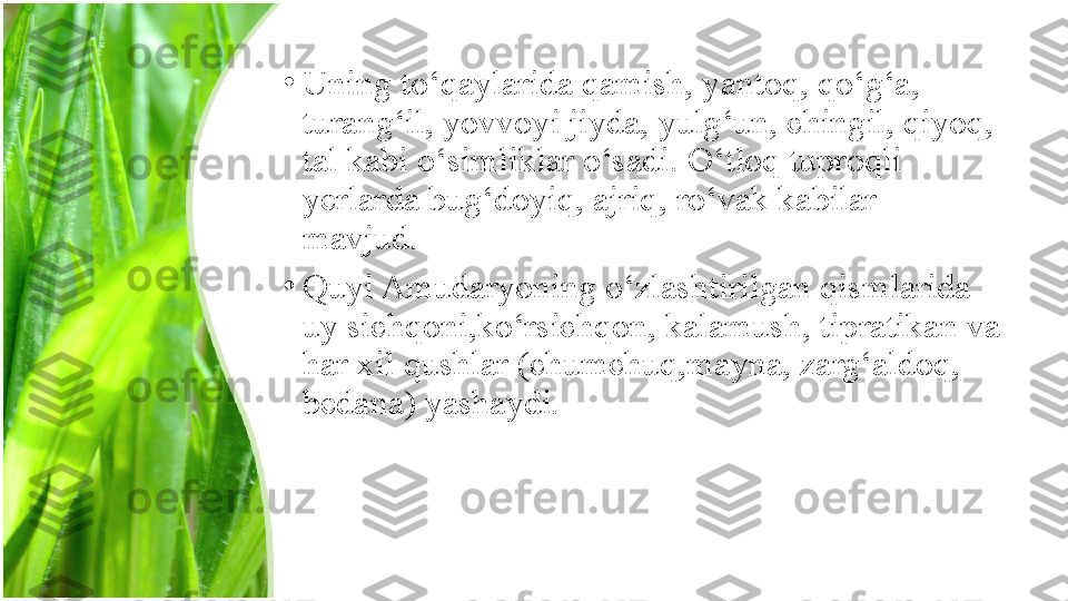 •
Uning to‘qaylarida qamish, yantoq, qo‘g‘a, 
turang‘il, yovvoyi jiyda, yulg‘un, chingil, qiyoq, 
tal kabi o‘simliklar o‘sadi. O‘tloq tuproqli 
yerlarda bug‘doyiq, ajriq, ro‘vak kabilar 
mavjud.
•
Quyi Amudaryoning o‘zlashtirilgan qismlarida 
uy sichqoni,ko‘rsichqon, kalamush, ti р ratikan va 
har xil qushlar (chumchuq,mayna, zarg‘aldoq, 
bedana) yashaydi. 