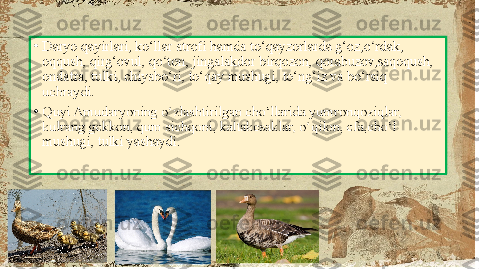 •
Daryo qayirlari, ko‘llar atrofi hamda to‘qayzorlarda g‘oz,o‘rdak, 
oqqush, qirg‘ovul, qo‘ton, jingalakdor birqozon, qorabuzov,saqoqush, 
ondatra, tulki, chiyabo‘ri, to‘qay mushugi, to‘ng‘iz va bo‘rsiq 
uchraydi.
•
Quyi Amudaryoning o‘zlashtirilgan cho‘llarida yumronqoziqlar, 
kulrang gekkon, qum sichqoni, kaltakesaklar, o‘qilon, efa,cho‘l 
mushugi, tulki yashaydi. 