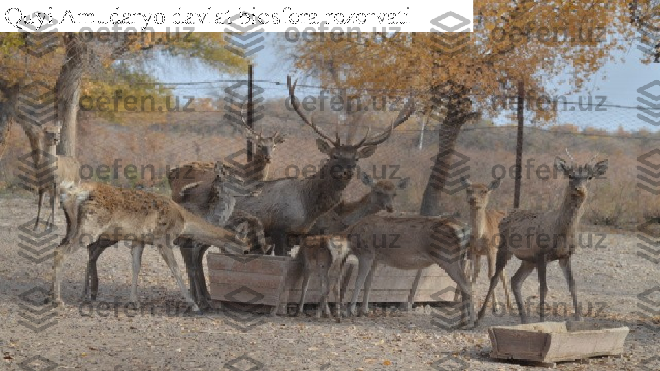 Quyi Amudaryo davlat biosfera rezervati 