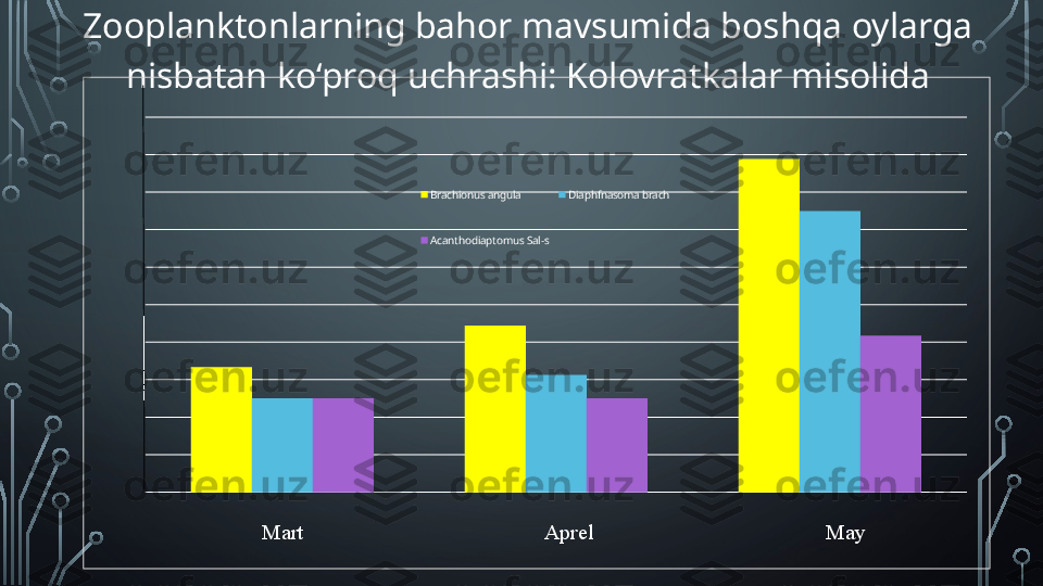 Zooplanktonlarning bahor mavsumida boshqa oylarga 
nisbatan ko‘proq uchrashi: Kolovratkalar misolida
Brachionus angula Diaphfnasoma brach
Acanthodiaptomus Sal-s
Mart Aprel May  