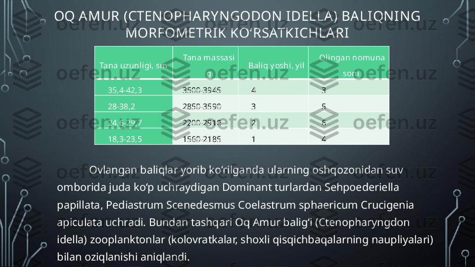 OQ AMUR (CTENOPHARY NGODON I DELLA) BALI QNING 
MORFOMETRI K KO‘RSATKI CHLARI
Ovlangan baliqlar yorib ko‘rilganda ularning oshqozonidan suv 
omborida juda ko‘p uchraydigan Dominant turlardan Sehpoederiella 
papillata, Pediastrum Scenedesmus Coelastrum sphaericum Crucigenia 
apiculata uchradi. Bundan tashqari Oq Amur balig‘i (Ctenopharyngdon 
idella) zooplanktonlar (kolovratkalar, shoxli qisqichbaqalarning naupliyalari) 
bilan oziqlanishi aniqlandi. Tana uzunligi, sm Tana m assasi 
g Bal iq y oshi, y il Oli ngan nomuna 
soni 
35,4-42,3 3500-3945 4 3
28-38,2 2850-3590 3 5
24,6-29,7 2200-2910 2 6
18,3-23,5 1560-2185 1 4  