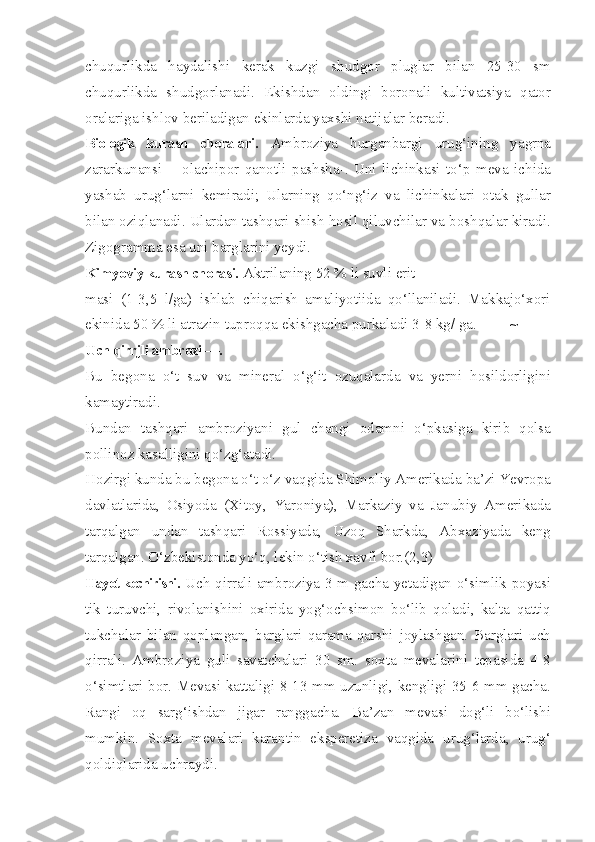 chuqurlikda   haydalishi   kerak   kuzgi   shudgor   pluglar   bilan   25-30   sm
chuqurlikda   shudgorlanadi.   Ekishdan   oldingi   boronali   kultivatsiya   qator
oralariga ishlov beriladigan ekinlarda yaxshi natijalar beradi.
Biologik   kurash   choralari.   Ambroziya   burganbargi   urug‘ining   yagrna
zararkunansi   —olachipor   qanotli   pashsha-.   Uni   lichinkasi   to‘p   meva   ichida
yashab   urug‘larni   kemiradi;   Ularning   qo‘ng‘iz   va   lichinkalari   otak   gullar
bilan oziqlanadi. Ulardan tashqari shish hosil qiluvchilar va boshqalar kiradi.
Zigogramma esa uni barglarini yeydi.
Kimyoviy kurash chorasi.  Aktrilaning 52 % li suvli erit-
masi   (1-3,5   l/ga)   ishlab   chiqarish   amaliyotiida   qo‘llaniladi.   Makkajo‘xori
ekinida 50 % li atrazin tuproqqa ekishgacha purkaladi 3-8 kg/ ga. ~
Uch qirrjli ambrozi —.
Bu   begona   o‘t   suv   va   mineral   o‘g‘it   ozuqalarda   va   yerni   hosildorligini
kamaytiradi.
Bundan   tashqari   ambroziyani   gul   changi   odamni   o‘pkasiga   kirib   qolsa
pollinoz kasalligini qo‘zg‘atadi.
Hozirgi kunda bu begona o‘t o‘z vaqgida Shimoliy Amerikada ba’zi Yevropa
davlatlarida,   Osiyoda   (Xitoy,   Yaroniya),   Markaziy   va   Janubiy   Amerikada
tarqalgan   undan   tashqari   Rossiyada,   Uzoq   Sharkda,   Abxaziyada   keng
tarqalgan. O‘zbekistonda yo‘q, lekin o‘tish xavfi bor.(2,3)
Hayot kechirishi.   Uch qirrali ambroziya 3 m gacha yetadigan o‘simlik poyasi
tik   turuvchi,   rivolanishini   oxirida   yog‘ochsimon   bo‘lib   qoladi,   kalta   qattiq
tukchalar   bilan   qoplangan,   barglari   qarama-qarshi   joylashgan.   Barglari   uch
qirrali.   Ambroziya   guli   savatchalari   30   sm.   soxta   mevalarini   tepasida   4-8
o‘simtlari bor. Mevasi kattaligi 8-13 mm uzunligi, kengligi 35-6 mm gacha.
Rangi   oq   sarg‘ishdan   jigar   ranggacha.   Ba’zan   mevasi   dog‘li   bo‘lishi
mumkin.   Soxta   mevalari   karantin   eksperetiza   vaqgida   urug‘larda,   urug‘
qoldiqlarida uchraydi. 