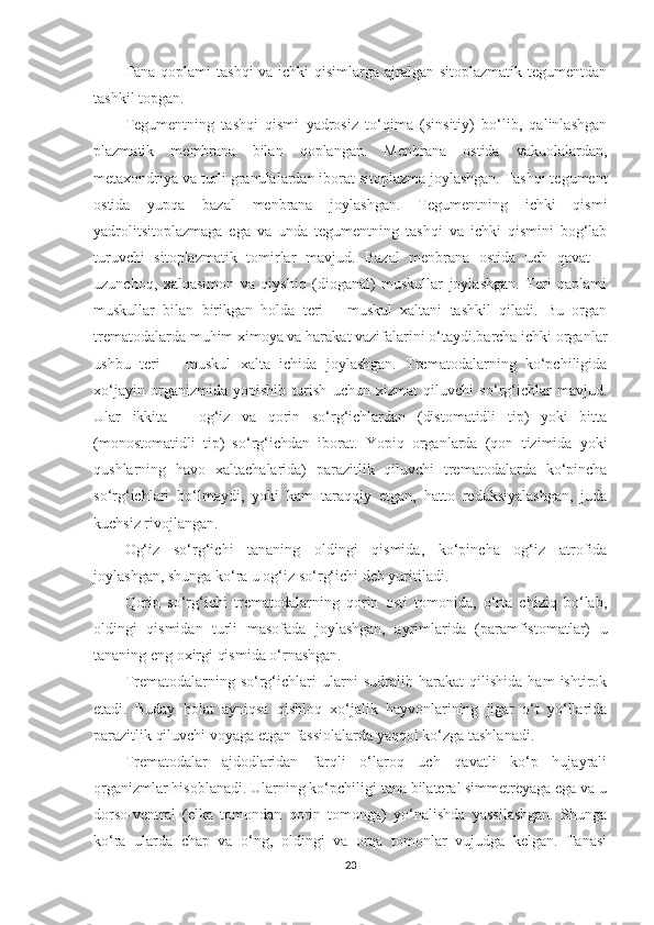 Tana qoplami  tashqi  va ichki  qisimlarga ajralgan sitoplazmatik tegumentdan
tashkil topgan.
Tegumentning   tashqi   qismi   yadrosiz   to‘qima   (sinsitiy)   bo‘lib,   qalinlashgan
plazmatik   membrana   bilan   qoplangan.   Menbrana   ostida   vakuolalardan,
metaxondriya va turli granulalardan iborat sitoplazma joylashgan. Tashqi tegument
ostida   yupqa   bazal   menbrana   joylashgan.   Tegumentning   ichki   qismi
yadrolitsitoplazmaga   ega   va   unda   tegumentning   tashqi   va   ichki   qismini   bog‘lab
turuvchi   sitoplazmatik   tomirlar   mavjud.   Bazal   menbrana   ostida   uch   qavat   –
uzunchoq,   xalqasimon   va   qiyshiq   (dioganal)   muskullar   joylashgan.   Teri   qaplami
muskullar   bilan   birikgan   holda   teri   –   muskul   xaltani   tashkil   qiladi.   Bu   organ
trematodalarda muhim ximoya va harakat vazifalarini o‘taydi.barcha ichki organlar
ushbu   teri   –   muskul   xalta   ichida   joylashgan.   Trematodalarning   ko‘pchiligida
xo‘jayin   organizmida   yopishib   turish   uchun   xizmat   qiluvchi   so‘rg‘ichlar   mavjud.
Ular   ikkita   –   og‘iz   va   qorin   so‘rg‘ichlardan   (distomatidli   tip)   yoki   bitta
(monostomatidli   tip)   so‘rg‘ichdan   iborat.   Yopiq   organlarda   (qon   tizimida   yoki
qushlarning   havo   xaltachalarida)   parazitlik   qiluvchi   trematodalarda   ko‘pincha
so‘rg‘ichlari   bo‘lmaydi,   yoki   kam   taraqqiy   etgan,   hatto   reduksiyalashgan,   juda
kuchsiz rivojlangan.
Og‘iz   so‘rg‘ichi   tananing   oldingi   qismida,   ko‘pincha   og‘iz   atrofida
joylashgan, shunga ko‘ra u og‘iz so‘rg‘ichi deb yuritiladi.
Qorin   so‘rg‘ichi   trematodalarning   qorin   osti   tomonida,   o‘rta   chiziq   bo‘lab,
oldingi   qismidan   turli   masofada   joylashgan,   ayrimlarida   (paramfistomatlar)   u
tananing eng oxirgi qismida o‘rnashgan.
Trematodalarning   so‘rg‘ichlari   ularni   sudralib   harakat   qilishida   ham   ishtirok
etadi.   Buday   holat   ayniqsa   qishloq   xo‘jalik   hayvonlarining   jigar   o‘t   yo‘llarida
parazitlik qiluvchi voyaga etgan fassiolalarda yaqqol ko‘zga tashlanadi.
Trematodalar   ajdodlaridan   farqli   o‘laroq   uch   qavatli   ko‘p   hujayrali
organizmlar hisoblanadi. Ularning ko‘pchiligi tana bilateral simmetreyaga ega va u
dorso-ventral   (elka   tomondan   qorin   tomonga)   yo‘nalishda   yassilashgan.   Shunga
ko‘ra   ularda   chap   va   o‘ng,   oldingi   va   orqa   tomonlar   vujudga   kelgan.   Tanasi
23 