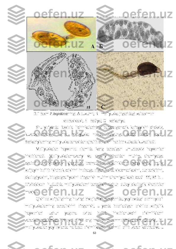 2 .1-rasm   F.hepatica ning: A-tuxumi; Б - mollyuska jigaridagi xaltasimon
sporasistasi; В - rediya; С - serkariya.
Shu   yo‘sinda   fassiola   lichinkalarining   partenogenetik   ko‘payishi   cheksiz,
kuzatishlarimizga   ko‘ra,   mollyuska   nobud   bulgunga   qadar   davom   etadi.
Serkariylarning mollyuska tanasidan ajralib chiqishi har bir sutkada kuzatiladi. 
Mollyuskalar   hayvonot   olamida   keng   tarqalgan   umurtqasiz   hayvonlar
hisoblanadi.   Mollyuskalarnazariy   va   amaliy   jihatidan   muhim   ahamiyatga
egabo‘lib,   O‘zbekiston   sharoitida   trematodoz   kasalliklarini   tarqalishida   oraliq
xo‘jayin bo‘lib ishtirok etishini inobatga olgan holda sistematikasini, tur tarkibini,
ekologiyasini, biogeografiyasini o‘rganish muhim ahamiyat kasb etadi [66; 86-b.].
O‘zbekiston   hududida   mollyuskalarni   tarqalishi   uchun   qulay   ekologik   sharoitlar
mavjud.
Qishloq xo‘jaligining hozirgi rivojlanish jarayonida, yaylovdagi qorinoyoqli
mollyuskalarning   tarqalishini   o‘rganish,   u   yerda   boqiladigan   qishloq   xo‘jalik
hayvonlari   uchun   yagona   oziqa   bo‘lib   hisoblanuvchi   o‘simliklarni
zararkunandalardan   himoya   qilish   eng   muhim   muammolardan   biri.   Chunki,   bu
mollyuskalar   yaylovlarda   nafaqat   o‘simliklarni   iste’mol   qilib   zarar   keltiradiva   u
53 