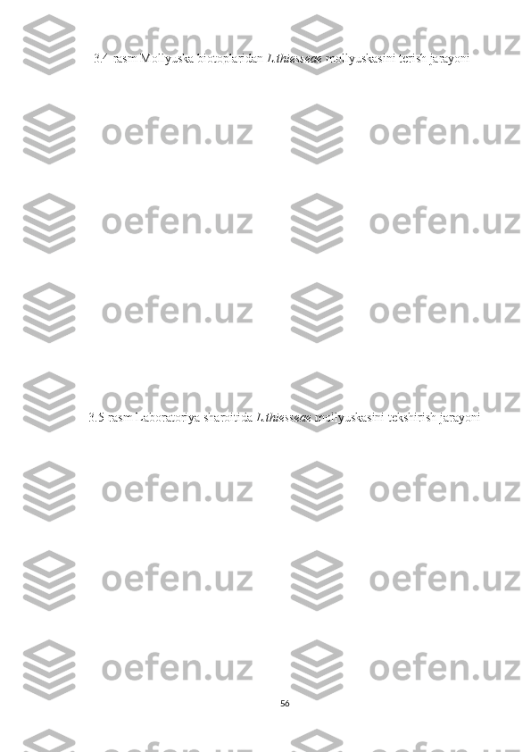 3.4-rasm  Mollyuska biotoplaridan  L.thiesseae   mollyuskasini terish jarayoni
3.5-rasm  Laboratoriya sharoitida  L.thiesseae   mollyuskasini tekshirish jarayoni
56 