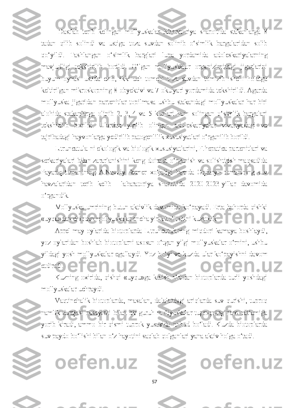 Dastlab   terib   kelingan   mollyuskalar   laboratoriya   sharoitida   stakanlarga   8
tadan   qilib   solindi   va   ustiga   toza   suvdan   solinib   o‘simlik   bargalaridan   solib
qo‘ yildi .   Tashlangan   o‘simlik   barglari   lupa   yordamida   adoleskariyalarning
mavjudligi   tekshirilib   borildi.   O‘lgan   mollyuskalar   organizimidagi   jigarlarini
buyum   oynasi   ustida   ezib,   ikki-uch   tomchi   toza   suvdan   tomizib   ishchi   holatga
keltirilgan mikroskopning 8-obyektivi va 7-okulyari yordamida tekshirildi. Agarda
mollyuska   jigaridan   partenitlar   topilmasa   ushbu   stakandagi   mollyuskalar   har   biri
alohida   stakanlarga   olinib   2,   3,   4   va   5   kunlari   ham   solingan   o‘simlik   bargalari
tekshirilib   borildi.   Ulardan   yig‘ib   olingan   adoleskariyalar   vivariyadagi   va
tajribadagi hayvonlarga yedirilib patogenlilik xususiyatlari o‘rganilib borildi.
L.truncatula ni ekologik va biologik xususiyatlarini, F.hepatica partenitlari va
serkariyalari bilan zararlanishini keng doirada o‘rganish va solishtirish maqsadida
Payariq   tumanining   A.Navoiy   fermer   xo‘jaligi   hamda   Oqdaryo   tumanining   suv
havzalaridan   terib   kelib     labaratoriya   sharoitida   2020-2023-yillar   davomida
o‘rgandik.
Mollyuska umrining butun aktivlik davomida ko‘payadi. Erta bahorda qishki
«uyqu»dan chiqqan mollyuskalar ancha yirik bo‘lishini kuzatdik
Aprel-may   oylarida   biotoplarda   L.truncatulaning   miqdori   kamaya   boshlaydi,
yoz oylaridan boshlab biotoplarni asosan o‘tgan yilgi mollyuskalar o‘rnini, ushbu
yildagi  yosh mollyuskalar  egallaydi.  Yoz bo‘yi  va kuzda  ular  ko‘payishni  davom
etdiradi.
Kuzning   oxirida,   qishqi   «uyqu»ga   ketish   oldidan   biotoplarda   turli   yoshdagi
mollyuskalar uchraydi.
Vaqtinchalik   biotoplarda,   masalan,   dalalardagi   ariqlarda   suv   qurishi,   tuproq
namlik darajasi  pasayishi  bilan bir guruh mollyuskalar tuproqning nam qatlamiga
yorib   kiradi,   ammo   bir   qismi   tuprok   yusasida   nobud   bo‘ladi.   Kuzda   biotoplarda
suv paydo bo‘lishi bilan o‘z hayotini saqlab qolganlari yana aktiv holga o‘tadi.
57 