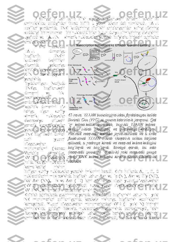 3 So’nggi   3’-uchi   tanib   olish   saytiga   bog’lanuvchi   tandemli   takror   20
aminokislota   qoldig’idan   iborat   bo’lib   u   yarim   takror   deb   nomlanadi.   TALE
oqsillari   yordamida   DNK   kodlarining   o’qilishi   aniqlanganidan   so’ng   o’zining
soddaligi   bir   monomer   -   bir   nukleotid  bilan   butun  dunyo   olimlarining  qiziqishini
uyg’otdi   va   TALEN   -   ximerik   nukleazalar   yaratish   bo’yicha   birinchi   tajribalar
amalga oshirildi.
4 Shu   maqsadda
TALE   domeniga
bog’lanib   DNKni
kodlovchi   izchillikni
plazmida   vektoriga
kiritildi,   bu   vektor   ilgari
ZFN   texnologiyasini
yaratishda
foydalanilgan.   Natijada
DNKga   bog’lanuvchi
domenni   va   FokI
restriktsiyalari
endonukleazalarining
katalitik   domenini   o’z
ichiga   olgan   sun’iy
ximerik   nukleazalar
ekspressiya   qiluvchi
genetik   konstruktsiyalar
yaratildi. Bu texnologiya
DNK-bog’lovchi   domen
turli   yuqori
o’zgaruvchan
monomerlami   (Repeat
Variable   Diresidue,
RVD)   birlashtirgan
holda   istalgan   nukleotid
ketma-ketligi   nishon
bo’lgan   sun’iy   nukleazalar   yaratish   imkonini   beradi.   Ko’p   hollarda   A,   T,   G,   C
nukleotidlarini   mos   ravishda   bog’lash   uchun   Asn   va   Ile   (NI),   Asn   va   Gly   (NG),
ikki   Asn   (NN),   His   va   Asp   (HD)   larni   o’z   ichiga   olgan   yuqori   o’zgaruvchan
(RVD)   monomerlardan   foydalaniladi.   Bunda   yuqori   o’zgaruvchan   monomerlar-
RVD NN, A hamda G sifatida bog’lanishi mumkin.
Ko’plab   tajribalarda   guaninning   yanada   spetsifikroq   bog’lanishi   uchun   NH   yoki
NK   monomerlari   qo’llanilganida   keraksiz   nishonga   bog’lanish   xatoliklarini
kamaytiradi.   Yuqori   o’zgaruvchan   monomerlardagi-RVD   (H   yoki   N)   birinchi
aminokislota   qoldig’i   bevosita   nukleotidga   bog’lanishda   qatnashmaydi,   lekin
fazoviy   konformatsiyani   stabillash   uchun   javob   berishi   aniqlandi.   Ikkinchi
aminokislota   qoldig’i   nukleotid   bilan   o’zaro   bog’lanadi,   bunda   bog’lanish   tabiati 42-rasm. TALEN texnologiyasidan foydalangan holda
Sevimli Gen (YFG) ni genom tahrirlash jarayoni. Qat
’iy   ketma-ketlik   aniqlanib,   tegishli   TALEN   ketma-
ketligi   ishlab   chiqilgan   va   plazmidga   kiritilgan.
Plazmid   maqsadli   katakka   joylashtiriladi   va   u   erda
funktsional   TALEN   ishlab   chiqarish   uchun   tarjima
qilinadi,   u   yadroga   kiradi   va   maqsad   ketma-ketligini
bog’laydi   va   bog’laydi.   Ilovaga   qarab,   bu   xato
(maqsadli   genni   yo   ’q   qilish)   yoki   maqsadli   genga
yangi   DNK   ketma-ketligini   kiritish   uchun   ishlatilishi
mumkin. 