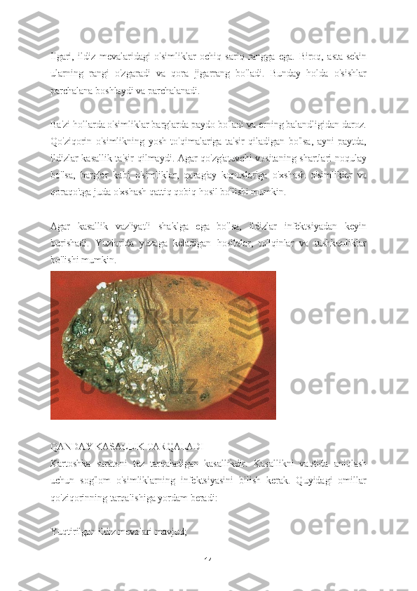 Ilgari,   ildiz   mevalaridagi   o'simliklar   ochiq   sariq   rangga   ega.   Biroq,   asta-sekin
ularning   rangi   o'zgaradi   va   qora   jigarrang   bo'ladi.   Bunday   holda   o'sishlar
parchalana boshlaydi va parchalanadi.
Ba'zi hollarda o'simliklar barglarda paydo bo'ladi va erning balandligidan daroz.
Qo'ziqorin   o'simlikning   yosh   to'qimalariga   ta'sir   qiladigan   bo'lsa,   ayni   paytda,
ildizlar kasallik ta'sir qilmaydi. Agar qo'zg'atuvchi  vositaning shartlari noqulay
bo'lsa,   barglar   kabi   o'simliklar,   qarag'ay   konuslariga   o'xshash   o'simliklar   va
qoraqo'tga juda o'xshash qattiq qobiq hosil bo'lishi mumkin.
Agar   kasallik   vaz'iyatli   shaklga   ega   bo'lsa,   ildizlar   infektsiyadan   keyin
burishadi.   Yuzlarida   yuzaga   keladigan   hosilalar,   to'lqinlar   va   tushkunliklar
bo'lishi mumkin.
QANDAY KASALLIK TARQALADI
Kartoshka   saratoni   tez   tarqaladigan   kasallikdir.   Kasallikni   vaqtida   aniqlash
uchun   sog'lom   o'simliklarning   infektsiyasini   bilish   kerak.   Quyidagi   omillar
qo'ziqorinning tarqalishiga yordam beradi:
Yuqtirilgan ildiz mevalari mavjud;
14 