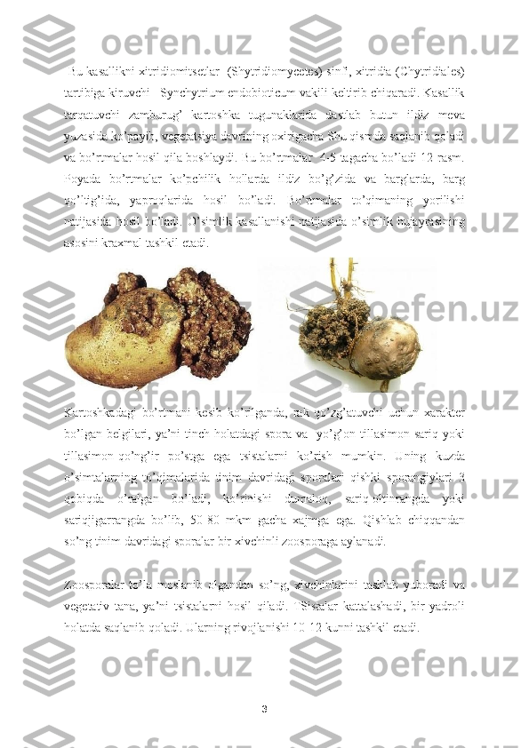   Bu kasallikni xitridiomitsetlar   (Shytridiomycetes) sinfi, xitridia (Chytridiales)
tartibiga kiruvchi   Synchytrium endobioticum vakili keltirib chiqaradi. Kasallik
tarqatuvchi   zamburug’   kartoshka   tugunaklarida   dastlab   butun   ildiz   meva
yuzasida ko’payib, vegetatsiya davrining oxirigacha Shu qismda saqlanib qoladi
va bo’rtmalar hosil qila boshlaydi. Bu bo’rtmalar   4-5 tagacha bo’ladi 12-rasm.
Poyada   bo’rtmalar   ko’pchilik   hollarda   ildiz   bo’g’zida   va   barglarda,   barg
qo’ltig’ida,   yaproqlarida   hosil   bo’ladi.   Bo’rtmalar   to’qimaning   yorilishi
natijasida  hosil   bo’ladi.  O’simlik kasallanishi   natijasida  o’simlik hujayrasining
asosini kraxmal tashkil etadi.  
  
Kartoshkadagi   bo’rtmani   kesib   ko’rilganda,   rak   qo’zg’atuvchi   uchun   xarakter
bo’lgan belgilari, ya’ni tinch holatdagi spora va   yo’g’on tillasimon-sariq yoki
tillasimon-qo’ng’ir   po’stga   ega   tsistalarni   ko’rish   mumkin.   Uning   kuzda
o’simtalarning   to’qimalarida   tinim   davridagi   sporalari   qishki   sporangiylari   3
qobiqda   o’ralgan   bo’ladi,   ko’rinishi   dumaloq,   sariq-oltinrangda   yoki
sariqjigarrangda   bo’lib,   50-80   mkm   gacha   xajmga   ega.   Qishlab   chiqqandan
so’ng tinim davridagi sporalar bir xivchinli zoosporaga aylanadi. 
Zoosporalar   to’la   moslanib   olgandan   so’ng,   xivchinlarini   tashlab   yuboradi   va
vegetativ   tana,   ya’ni   tsistalarni   hosil   qiladi.   TSistalar   kattalashadi,   bir   yadroli
holatda saqlanib qoladi. Ularning rivojlanishi 10-12 kunni tashkil etadi. 
3 