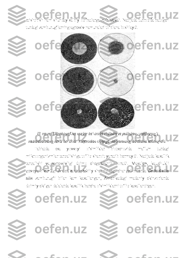 etishtirish ham shunday salbiy oqibatlarga olib keladi. Natijada tuproqda patogen
turdagi zamburug‘larning agressiv namunalari to‘plana boshlaydi.
13-rasm. Ultrabinafsha nurlar ta’sirida Pullularia pullulans zamburu g’ i
mutantlarining hosil bo‘lishi. Yuqoridan chapga shtammning dastlabki koloniyasi.
Tabiatda   esa   yovvoyi   o‘simliklar   biotsenozida   ma’lum   turdagi
mikroorganizmlar tarqalishiga to‘liq sharoit yaratib bermaydi.  Natijada kasallik
tarqalishi   va   agressivligi   doimo   chegaralanib   boradi.   Masalan,   kauchukli
geveya o‘simligi Amerikaning tabiiy sharoitidagi changalzorlarda  Dothidiella
ulie   zamburug‘i   bilan   kam   kasallangan,   Amerikadagi   madaniy   ekinzorlarda
doimiy  ekilgan dalalarda kasallik barcha o‘simliklarni to‘liq kasallantirgan. 