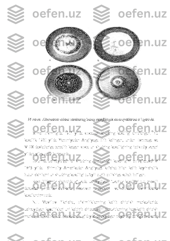 14-rasm. Alternaria solani zamburu g’ ining morfologik xususiyatlarini o‘zgarishi .
Ximel   o‘simligida   1901   yilda   soxta   un   shudring   kasalligi   aniqlangan.   Bu
kasallik   1920   yilda   Yaponiyadan   Angliyaga   olib   kelingan,   undan   Evropaga   va
MDX   davlatlariga   tarqalib   ketgan   soxta   un   shudring   kasalligining   iqtisodiy   zarari
yildan yilga ortib bormoqda.
Uzumda   uchraydigan   un  shudring  zamburug‘i  kasalligini   qo‘zg‘atuvchisi
1845   yilda     Shimoliy   Amerikadan   Angliyaga   ko‘chat   bilan   kelib   keyinchalik
butun ekinlarni un shudring kasalligi tufayli qurib qolishiga sabab  bo‘lgan.
Respublikamiz   sharotida   g‘uzada   uchraydigan   fuzarioz   kasalligi   tut,   mevali
daraxtlarni,   poliz   ekinlarini,   rezovor   mevalarni   va   boshqa   o‘simliklarni
kasallantirmoqda.
N.I .   Vavi l ov   fi kr i cha,   o‘ si m l i kl ar ni ng   kel i b   chi qi sh   markazlarida
uchraydigan kasalliklari uni keltirib chiqaruvchi   parazitlarning ham kelib chiqish
markazlari hisoblanadi.  Masalan, bug‘doyda uchraydigan poyaning qo‘ng‘ir va sariq 