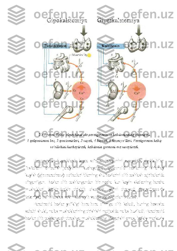 9.7.1-rasm. Kalsiy almashinuvida paratgormon va kalsitoninning ahamiyati.
1-qalqonsimon bez, 2-qon tomirlari, 3-suyak, 4-buyrak, 5-hazm yo’llari. Paratgormon kalsiy
so’rilishini kuchaytiradi, kalsitonin gormoni esa susaytiradi.
Paratgormon   buyraklarda   kayta   so’rilish   jarayonini   susaytirib,   siydik   bilan
fosfatlarni   chiqarish   jarayonini   kuchaytiradi.   Qalqonoldi   bezlarning   ishlamay
kuyish (gipoparatireoz) oqibatlari itlarning shu bezlarini olib tashlash tajribalarida
o’rganilgan.   Bezlar   olib   tashlangandan   bir   necha   kun   keyin   skeletning   barcha
mushaklari   dapkir-dapkir   tirishib   qisqaradi,   ya’ni   titrayadi   (paratireopriv
tetaniya)  bu holat asta-sekin kuchayib va tez-tez takrorlanib turadi. 
Paratireoid   bezlar   yo’kligi   bora-bora   o’limga   olib   keladi,   buning   bevosita
sababi  shuki, nafas mushaklarining tirishishi  natijasida nafas  buziladi. Paratireoid
bezlar olib tashlangach titrashga  mushaklarning o’zgarishi  emas, balkiy markaziy 