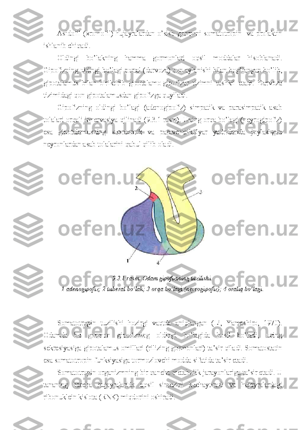 Asidofil   (xromofil)   hujayralardan   o’sish   gormoni   somatotropin     va   prolaktin
ishlanib chiqadi.
Oldingi   bo’lakning   hamma   gormonlari   oqsil   moddalar   hisoblanadi.
Gipofizning oldingi bo’lagi portal (darvoza) qon aylanishi bilan bog’langan bo’lib,
gipotalamus   bilan   biriktirib   gipotalamo-gipofizar   tizimni   tashkil   etadi.   Darvoza
tizimidagi qon gipotalamusdan gipofizga quyiladi.
Gipofizning   oldingi   bo’lagi   (adenogipofiz)   simpatik   va   parasimpatik   asab
tolalari orqali innervasiya qilinadi (9.3.1-rasm). Uning orqa bo’lagi (neyrogipofiz)
esa   gipotalamusning   supraoptik   va   paraventrikulyar   yadrolarida   joylashgan
neyronlardan asab tolalarini qabul qilib oladi.
9.3.1-rasm. Odam gipofizining tuzilishi.
1-adenogipofiz; 2-tuberal bo’lak; 3-orqa bo’lagi (neyrogipofiz); 4-oraliq bo’lagi.
Somatotropin   tuzilishi   hozirgi   vaqtda   aniqlangan   (Li,   Yamashiro,   1970).
Odamda   bu   gormon   gipofizning   oldingi   bo’lagida   hosil   bo’ladi,   uning
sekresiyasiga gipotalamus omillari (rilizing-gormonlari) ta’sir qiladi. Somatostatin
esa somatotropin funksiyasiga tormozlovchi modda sifatida ta’sir etadi.
Somatotropin organizmning bir qancha metabolik jarayonlariga ta’sir etadi. U
tananing   barcha   hujayralarida   oqsil   sintezini   kuchaytiradi   va   hujayralardagi
ribonuklein kislota (RNK) miqdorini oshiradi. 