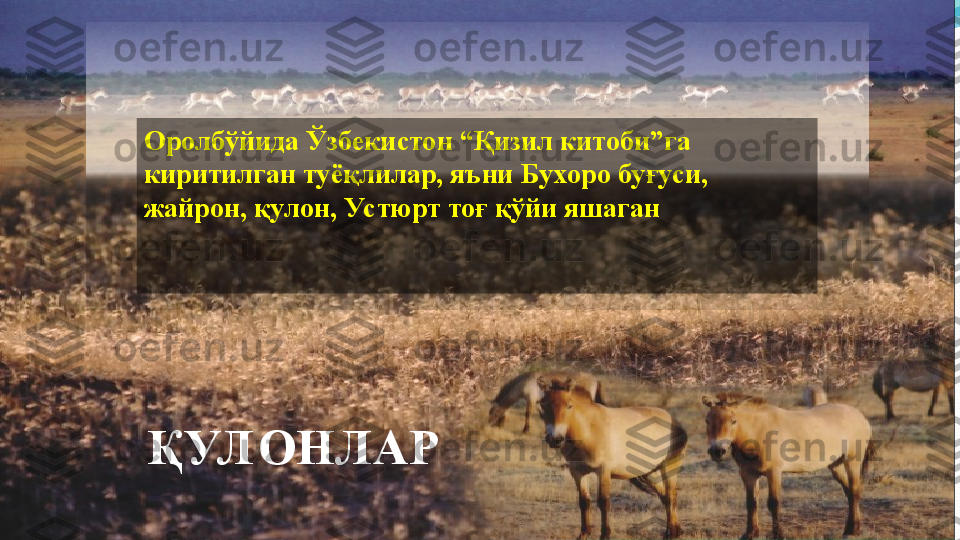 ҚУЛ ОНЛАРОролбўйида Ўзбекистон “Қизил китоби”га 
киритилган туёқлилар, яъни Бухоро буғуси, 
жайрон, қулон, Ус тюрт тоғ қўйи яшаган    