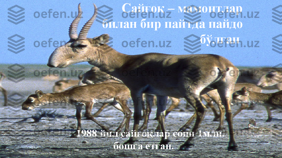 Сайғоқ – мамонтлар 
билан бир пайтда пайдо 
бўлган  
1988 йил сайғоқлар сони 1млн. 
бошга етган.  