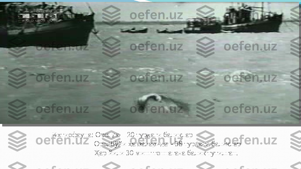 Ихтиофауна: Оролда – 20 турдаги балиқлар
               Оролбўйи ҳавзаларида – 38 турдаги балиқлар
   Ҳар йили 30 минг тоннагача балиқ тутилган.   