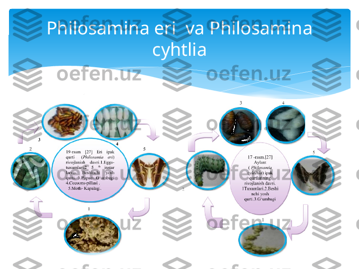 Philosamina eri  va Philosamina 
cyhtlia   