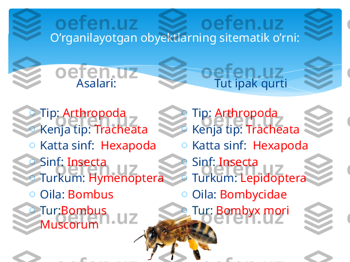 O’rganilayotgan obyektlarning sitematik o’rni:
Asalari:
o
Tip:  Arthropoda 
o
Kenja tip:  Tracheata 
o
Katta sinf:   Hexapoda 
o
Sinf:  Insecta  
o
Turkum:  Hymenoptera  
o
Oila:  Bombus  
o
Tur: Bombus 
Muscorum Tut ipak qurti
o
Tip:  Arthropoda 
o
Kenja tip:  Tracheata 
o
Katta sinf:   Hexapoda 
o
Sinf:  Insecta  
o
Turkum:  Lepidoptera  
o
Oila:  Bombycidae
o
Tur:  Bombyx mori   