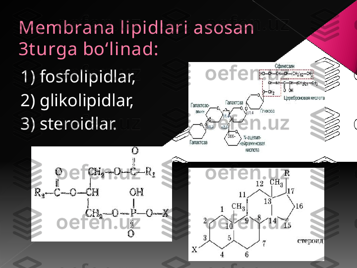 Membrana lipidlari asosan 
3t urga bo ‘ linad:
1) fosfolipidlar, 
2) glikolipidlar, 
3) steroidlar.       