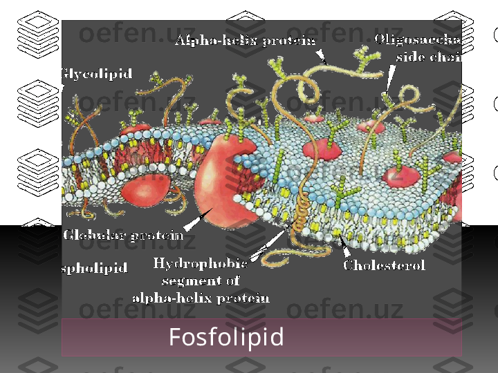                  Fosfolipid   