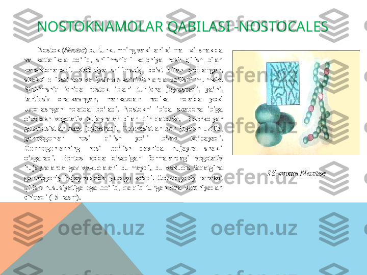 NOSTOKNAMOLAR QABILASI -NOSTOCALES
Nostok ( Nostoc ) bu turkumning vakillari xilma – xil shaklda 
va  kattalikda  bo‘lib,  shilimshiqli  koloniya  hosil  qilish  bilan 
harakterlanadi.  Koloniya  shilimshiq  po‘st  bilan  qoplangan, 
shaklli  ellipssimon  va  ipsimon  ko‘rinishlarda  bo‘lishi  mumkin. 
SHilimshiq  ichida  nostok  iplari  turlicha  joylashadi,  ya’ni, 
tartibsiz  chalkashgan,  markazdan  radikal  holatda  yoki 
uzoqlashgan  holatda  bo‘ladi.  Nostokni  ipida  anabena  ipiga 
o‘xshash  vegetativ  hujayralar  bilan  bir  qatorda,    interkolyar 
geterotsistlar  ham  joylashadi.  Geterosistlar  bor  joydan  uzilib, 
gormogonlar  hosil  qilish  yo‘li  bilan  ko‘payadi. 
Gormogonlarning  hosil  bo‘lish  davrida  hujayra  shakli 
o‘zgaradi.  Bentos  xolda  o‘sadigan  formalardagi  vegetativ 
hujayralarda  gaz  vakuolalari  bulmaydi,  bu  vakuola  faqatgina 
gormogoniy  hujayralarida  yuzaga  keladi.  Gormogoniy  harakat 
qilish  hususiyatiga  ega  bo‘lib,  qalqib  turgan  ona  koloniyadan 
chiqad i (15-rasm).
  15-rasm.Nostoc  