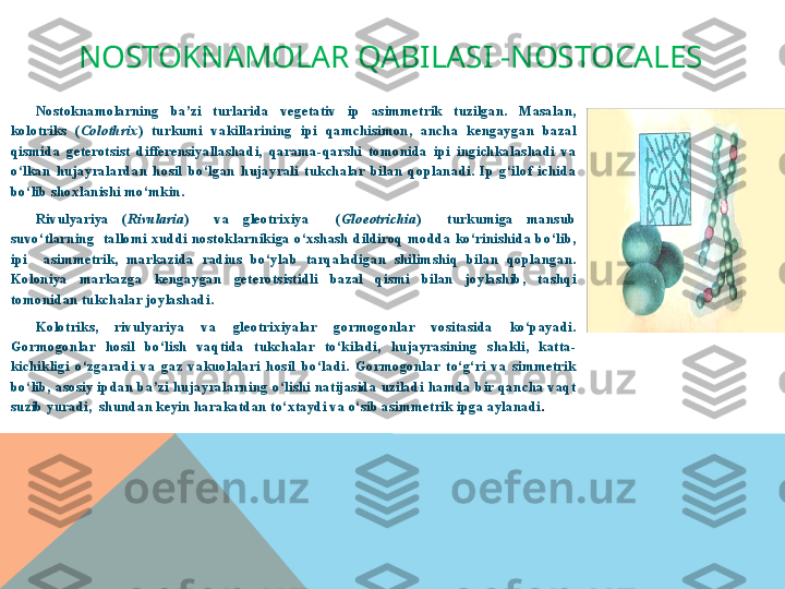 NOSTOKNAMOLAR QABILASI -NOSTOCALES
Nostokn a m o larning  ba’zi  turlarida  vegetativ  ip  asimmetrik  tuzilgan.  Masalan, 
kolotriks  ( Colothrix )  turkumi  vakillarining  ipi  qamchisimon,  ancha  kengaygan  bazal 
qismida  geterotsist  differensiyallashadi,  qarama-qarshi  tomonida  ipi  ingichkalashadi  va 
o‘lkan  hujayralardan  hosil  bo‘lgan  hujayrali  tukchalar  bilan  qoplanadi.  Ip  g‘ilof  ichida 
bo‘lib shoxlanishi mo‘mkin.
Rivulyariya  ( Rivularia )    va  gleotrixiya    ( Gloeotrichia )    turkumiga  mansub 
suvo‘tlarning    tallomi  xuddi  nostoklarnikiga  o‘xshash  dildiroq  modda  ko‘rinishida  bo‘lib, 
ipi    asimmetrik,  markazida  radius  bo‘ylab  tarqaladigan  shilimshiq  bilan  qoplangan. 
Koloniya  markazga  kengaygan  geterotsistidli  bazal  qismi  bilan  joylashib,  tashqi 
tomonidan tukchalar joylashadi.
Kolotriks,  rivulyariya  va  gleotrixiyalar  gormogonlar  vositasida  ko‘payadi. 
Gormogonlar  hosil  bo‘lish  vaqtida  tukchalar  to‘kiladi,  hujayrasining  shakli,  katta-
kichikligi  o‘zgaradi  va  gaz  vakuolalari  ho sil  bo‘ladi.  Gormogonlar  to‘g‘ri  va  simmetrik 
bo‘lib,  asosiy  ipdan  ba’zi  hujayralarning  o‘lishi  natijasida  uziladi  hamda  bir  qancha  vaqt 
suzib yuradi,  shundan keyin harakatdan to‘xtaydi va o‘sib asim	
 metrik ipga aylanadi .  