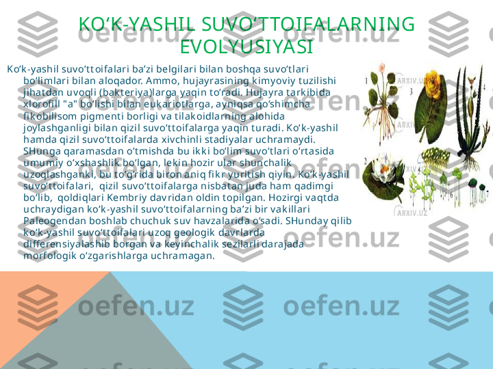 KO‘K-YASHI L SUVO‘ TTOIFALARNING 
EVOLY USIYASI
Ko‘k -y ashi l suv o‘t t oi falari  ba’zi  belgilari bilan boshqa suv o‘t l ari 
bo‘l imlari bi lan aloqador. Ammo, hujay rasining k i my ov iy  t uzili shi 
jihat dan uv oql i (bak t eriy a)larga y aqin t o‘radi. Hujay ra t ark ibi da 
xlorofi ll "a"  bo‘lishi bi lan euk ariot larga, ay niqsa qo‘shimcha 
fi k obil isom pigment i borligi v a t il ak oidl arning alohida 
joy l ashganligi  bilan qizil suv o‘t t oifalarga y aqin t uradi. Ko‘k -y ashil 
hamda qizil suv o‘t t oifalarda xiv chi nli  st adiy alar uchramay di. 
SHunga qaramasdan o‘t mishda bu ik k i  bo‘lim suv o‘t lari o‘rt asida 
umumiy  o‘xshashl ik  bo‘lgan, lek in hozir ul ar shunchalik  
uzoql ashgank i, bu t o‘g‘rida biron aniq fi k r y uri t ish qiy in. Ko‘k -y ashi l 
suv o‘t t oifalari,  qi zil  suv o‘t t oi falarga nisbat an juda ham qadimgi 
bo‘l ib,  qoldiqlari Kembriy  dav ri dan oldin t opil gan. Hozirgi v aqt da 
uchray digan k o‘k -y ashi l suv o‘t t oifal arning ba’zi bi r v ak illari  
Paleogendan boshlab chuchuk  suv  hav zalarida o‘sadi. SHunday  qil ib 
k o‘k -y ashil  suv o‘t t oifalari uzoq geologik  dav rlarda 
diff erensiy al ashib borgan v a k ey inchalik  sezilarl i darajada 
morfologik  o‘zgarishlarga uchramagan.  