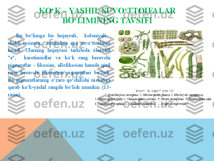 KO‘K – YASHIL SUVO‘TTOIFALAR 
BO‘LIMINING TAVSIFI
Bu  bo‘limga  bir  hujayrali,    koloniyali,   
shakli  ipsimon,    tuzilishga  ega  suvo‘ttoifalari 
kiradi.  Ularning  hujayrasi  tarkibida  xlorofill 
"a",    karotinoidlar  va  ko‘k  rang  beruvchi 
pigmentlar  -  fikosian,  allofikosi an  hamda  qizil 
rang  beruvchi  fikoeritrin  pigmentlari  bo‘ladi. 
Bu  pigmentlarning  o‘zaro  qo‘shilishi  nisbatiga 
qarab  ko‘k-yashil  rangda  bo‘lish  mumkin   (13-
rasm) .
 	
13	-rasm.	 Ko‘k	-yashil suvo‘tlar	 	
1. 	Synechocjccus aeruginus	: 2. 	Merismopedia glauca	: 3. 	Microcystis 	aeruginosa	:  	
4. 	Gloeocapsa turgida	: 5. 	Chamaesiphon curvatus	: 6. 	Nostoc pruniforme	: 7. 	Anabaena hassalii	: 	
8. 	Calothrix gypsophila	: 9. 	Oscillatoria chalybea	: 10. 	Lyngbya confervoides	   