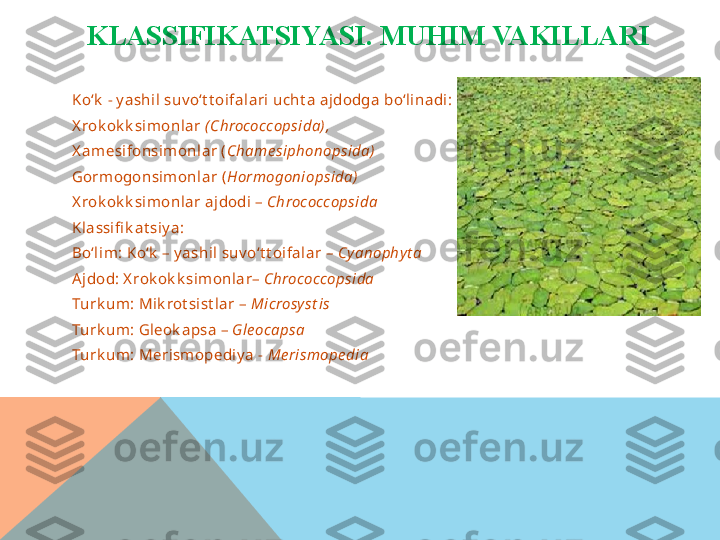 KLASSIFIKATSIYASI.  MUHIM VAKILLARI
 
Ko‘k  - y ashil suv o‘t t oifalari ucht a ajdodga  bo‘lina di: 
X rok ok k simonlar  (Chrococcopsida),  
X a mesifonsim onlar ( Chame siphonopsida)  
Gormogon sim onlar ( Hormogoniopsida)   
X rok ok k simonlar ajdodi –  Chrococcopsida
Klassifi k a t siy a: 
Bo‘lim:   Ko‘k  – y ashil suv o‘t t oifa lar –  Cy anophy t a
Ajdod: X rok ok k sim onla r–  Chrococcopsida
Turk um: Mik rot sist lar –  Microsy st is 
Turk um: Gleok apsa –  Gle ocapsa 
Turk um: Merism opediy a -  Me rismope dia  