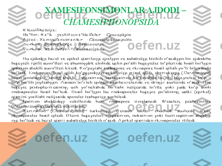 XAMESIFONSIMONLAR AJDODI – 
CHAMESIPHONOPSIDAKlassifikatsiya: 	 	
Bo‘lim:	 Ko‘k 	– yashil suvo‘ttoifalar 	– Cyanophyta 	 	
Ajdod: Xamesifonsimonlar  	– Chamesiphonopsida	 	
Turkum: Dermokarpa 	– Dermocarpa	 	
Turkum: Xamesifon 	– Chamaesiphon 	 	
 
Bu ajdodga bazal va 	apikal qismlarga  ajralgan va substratga birikib o‘sadigan bir  ajdodcha 	
hujayrali epifit suvo‘tlari va shuningdek alohida qalin po‘stli hujayralar to‘plamida hosil bo‘lgan 
ipsimon shakl	li suvo‘tlari kiradi. Ko‘payishi endospora va ekzospora hosil qilish yo	‘li bilan sodir 	
bo‘ladi.  Endospora  hosil  qilib  ko‘payadigan  vakillariga  misol  qilib,  dermokarpa  (	Dermocarpa	) 	
bilan  tanishamiz,  uning  shakli      sharsimon,  tuxumsimon  ko‘rinishda  bo‘lib,  hujayralari  to‘p 	– 	
to‘p  bo‘lib  joylashgan.  Asosan  to‘xtab  qolgan  suv  hav	zalarida  va  dengiz  suvlarida  o‘sadi.  Ona 	
hujayra  protoplazmasining  uch  yo‘nalish	da  bo‘lishi  natijasida  to‘rtta  yoki  juda  ko‘p  sonli 	
endosporalar  hosil  bo‘ladi.  Hosil  bo‘lgan  bu  endosporalar  hujayra  po‘stining  ustki  (apekal) 
qismini yorilishi natijasida sp	oralar tashqariga sochiladi.	 	
Ipsimon  shaklidagi  vakillarida  ham  endospora  rivojlanadi.  Masalan,  pasherinema 	
(Pascherinema	) turkumi vakillarida.	 	
Xamesifon  (	Chamaesiphon	)  turkumiga  mansub  turlari  chuchuk  suvlarda  o‘sib, 	
ekzosporalar  hosil  qiladi.  Ularni 	hujayralari  ellipssimon,  noksimon  yoki  barmoqsimon  shaklga 	
ega bo‘ladi va bazal qismi substratga birikib o‘sadi. Apekal qismidan ekzosporalar etiladi. 	   