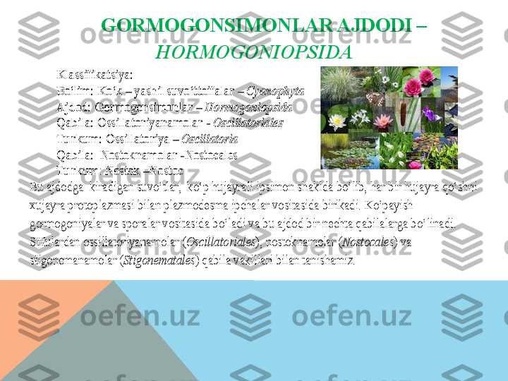 GORMOGONSIMONLAR AJDODI – 
HORMOGONIOPSIDAKlassifikatsiya: 	 	
Bo‘lim:	 Ko‘k 	– yashil suvo‘ttoifalar 	– Cyanophyta  	 	
Ajdod: Gormogonsimonlar 	– Hormogoniopsida	 	
Qabila: Ossillatoriyanamolar 	- Oscillatoriales	 	
Turkum:	 Ossillatoriya 	– Oscillatoria	 	
Qabila:  Nostoknamolar 	-Nostocales	 	
Turkum	: Nostok 	–Nostoc	 	
Bu ajdodga  kiradigan suvo‘tlar,  ko‘p hujayrali ipsimon sh	aklda bo‘lib, har bir hujayra qo‘shni 	
xujayra protoplazmasi bilan plazmodesma ipcha	lar vositasida birikadi. Ko‘payish 	
gormogoniyalar va sporalar vosi	tasida bo‘ladi va bu ajdod bir nechta qabilalarga bo‘linadi. 	
SHulardan ossillatoriyanamolar (	Oscillatoria	les	), nostoknamolar (	Nostocales	) va 	
stigonemanamolar (	Stigonematales	) qabila vakillari bilan tanishamiz.	   