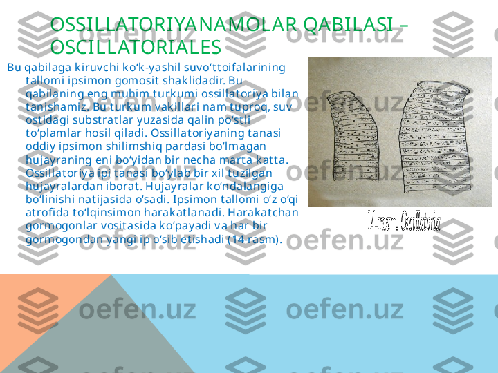 OSSILLATORIYANAMOLAR QABI LASI – 
OSCILLATORI ALES
Bu qabilaga k iruv chi k o‘k -y ashil suv o‘t t oifalarining 
t allomi ipsi mon gomosit  shak lidadir. Bu 
qabil aning eng m uhi m t urk umi ossillat ori y a bilan 
t anisham iz. Bu t urk um  v ak il lari nam t uproq, suv  
ost idagi subst rat lar y uzasida qalin po‘st li 
t o‘pl am lar hosil qiladi . Ossillat oriy aning t anasi 
oddi y  ipsim on shili mshiq pardasi bo‘lmagan 
hujay raning eni  bo‘y idan bir necha mart a k at t a. 
Ossil lat oriy a ipi t anasi  bo‘y lab bir xi l t uzilgan 
hujay ralardan i borat . Huj ay ralar k o‘ndalangiga 
bo‘lini shi nat i jasida o‘sadi . I psimon t al lomi o‘z o‘qi 
at rofi da t o‘lqinsimon harak at lanadi. Harak at chan 
gormogonlar v osit asida k o‘pay adi v a har bir 
gormogondan y angi ip o‘si b et ishadi (14-rasm ). 14-rasm. 	Oscillatoria	   