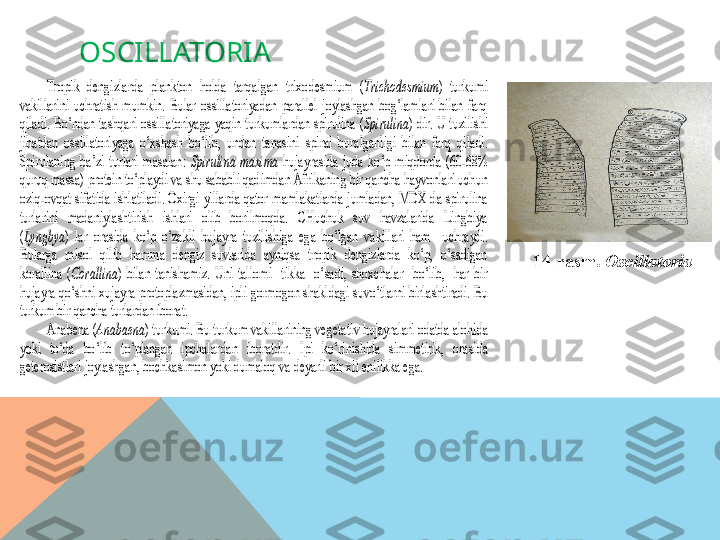   OSCILLATORIATropik  dengizlarda  plankton  holda  tarqalgan  trixodesmium  (	Trichodesmium	) 	turkumi 	
vakillarini  uchratish  mumkin.  Bular  ossillatoriyadan  parallel  joylashgan  bog‘lamlari  bilan  farq 
qiladi.  Bo‘ndan  tashqari  ossillatoriyaga  yaqin  turkumlardan  spirulina  (	Spirulina	)  dir.  U  tuzilishi 	
jihatdan  ossillatoriyaga  o‘xshash  bo‘lib,  undan  tanas	ini  spiral  buralganligi  bilan  farq  qiladi. 	
Spirulaning  ba’zi  turlari  masalan: 	Spirulina  maxima	 hujayrasida  juda  ko‘p  miqdorda  (60	-68% 	
quruq massa) protein to‘playdi va shu sababli qadimdan Afrikaning bir qancha hayvonlari uchun 
oziq	-ovqat  sifatida  ishlatil	adi.  Oxirgi  yillarda  qator  mamlakatlarda  jumladan,  MDX  da  spirulina 	
turlarini  madaniylashtirish  ishlari  olib  borilmoqda.  CHuchuk  suv  havzalarida  Lingbiya 
(Lyngbya	) lar  orasida  ko‘p  o‘zakli  hujayra  tuzilishiga  ega  bo‘lgan  vakillari  ham    uchraydi.	 	
Bularga  mi	sol  qilib  hamma  dengiz  suvlarida  ayniqsa  tropik  dengizlarda  ko‘p,  o‘sadigan  	
korallina  (	Corallina	)  bilan  tanishamiz.  Uni  tallomi    tikka    o‘sadi,  shoxchalar    bo‘lib,    har  bir 	
hujayra  qo‘shni  xujayra  protoplazmasidan,  ipli  gormogon shakldagi  suvo‘tlarni  birl	ashtiradi.  Bu 	
turkum bir qancha turlardan iborat.	 	
Anabena (	Anabaena	) turkumi. Bu turkum vakillarining vegeta	tiv hujayralari odatda alohida 	
yoki  to‘da  bo‘lib  to‘plangan  ipchalar	dan  iboratdir.  Ipi  ko‘rinishida  simmetirik,  orasida 	
geterosistlari joylashgan,	 bochkasimon yoki dumaloq va deyarli bir xil enilikka ega. 	 
1 4 -rasm.  Oscillatoria  