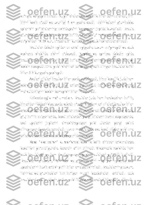 so‘ngra kengayib boradi. Bu yo‘lchalar asta-sekinlik bilan tarmoqlanadi, bir-
birini   kesib   o‘tadi   va   uzunligi   6   sm   gacha   etadi.   Lichinkalarni   g‘umbakka
aylanishi   yo‘lchalarning   oxirida,ya’ni   kengaygan   joyida   kuzatiladi.   Braula
g‘umbaklari oq tusda, ovalsimon bo‘lib, uzunligi 1,4 mm gacha etadi. Tuxum
qo‘yishdan 18-28 kun, o‘rtacha 21 kundan so‘ng etuk hasharotlar chiqadi.
Braulalar   dekabr   oyidan   to   aprel   oyigacha   tuxum   qo‘ymaydi   va   etuk
xasharot   shaklida   qishni   o‘tkazadi.   Noyabr   va   ayniqsa   dekabr   oyida
braulalarning   ko‘pchiligi   nobud   bo‘ladi   arixonalarning   zararlanish   darajasi
keskin pasayadi. Ona  yoki ishchi ari tanasidan ajratib olingan braulalar ko‘pi
bilan 2-3 kungacha yashaydi.
Asalari oilalari braulez bilan tezda zararlanadi, biroq kasallik juda ham
sekinlik   bilan   rivojlanib,   ona   arilarning   nobud   bo‘lishi   va   oilalarning
mahsuldorligini keskin kamayishi bilan ifodalanadi.
Epizootologik   ma’lumotlar.   Braulalar   juda   ham   harakatchan   bo‘lib,
bir aridan ikkinchisiga tezda sakrab o‘tadi. Sog‘lom ari oilalari braulez bilan
erkak   arilar   hamda   adashgan   arilar   orqali   zararlanadi.   Braulyoz   arilar   to‘da,
g‘uj   bo‘lib   qolganlarida,   kasal   oilalardan   yangi   oilalarni   barpo   etayotganda,
asal   uyalarini   joylarini   almashtirayotgan   yoki   ulardan   yangi   avlod
olinayotganda   tezda   tarqaladi.   Uzoq   masofalarda   esa   kasal   oilalar   yoki   ona
arilarni transportirovka qilish jarayonida tarqaladi.
Kasallikka   qarshi   kurashishda   kasallik   kelib   chiqqan   arixonalarga
kasallikni   yo‘qotilguncha   karantin   e’lon   qilinadi.   Sistematik   ravishda   ham
etuk   braulalarni   va   ham   rivojlanayotgan   yosh   braulalarni   yo‘qotib   boriladi.
Braulalarning   tuxum,   lichinkasi   va   g‘umbaklarini   may-iyun   oylarida   asal
uyachalarini buzib eritish yo‘li bilan amalga oshiriladi. Braulalarning tuxum,
lichinka   va   g‘umbaklari   bor   bo‘lgan   mumli   katakchalar     eritiladi.   Etuk
braulalarni esa fenotiazin¸tedion yoki folbeks preparatlari bilan yo‘q qilinadi. 