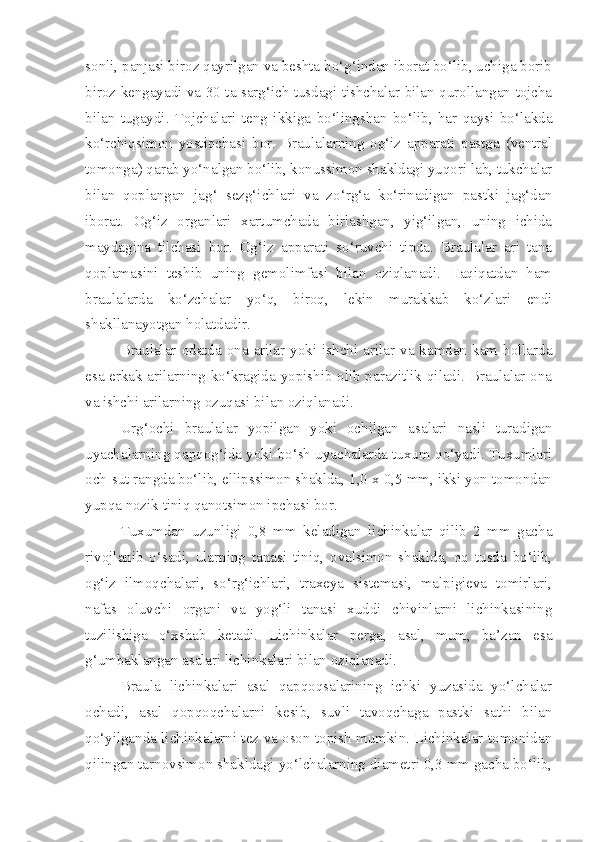 sonli, panjasi biroz qayrilgan va beshta bo‘g‘indan iborat bo‘lib, uchiga borib
biroz kengayadi va 30 ta sarg‘ich tusdagi tishchalar bilan qurollangan tojcha
bilan   tugaydi.   Tojchalari   teng   ikkiga   bo‘lingshan   bo‘lib,   har   qaysi   bo‘lakda
ko‘rchiqsimon   yostiqchasi   bor.   Braulalarning   og‘iz   apparati   pastga   (ventral
tomonga) qarab yo‘nalgan bo‘lib, konussimon shakldagi yuqori lab, tukchalar
bilan   qoplangan   jag‘   sezg‘ichlari   va   zo‘rg‘a   ko‘rinadigan   pastki   jag‘dan
iborat.   Og‘iz   organlari   xartumchada   birlashgan,   yig‘ilgan,   uning   ichida
maydagina   tilchasi   bor.   Og‘iz   apparati   so‘ruvchi   tipda.   Braulalar   ari   tana
qoplamasini   teshib   uning   gemolimfasi   bilan   oziqlanadi.   Haqiqatdan   ham
braulalarda   ko‘zchalar   yo‘q,   biroq,   lekin   murakkab   ko‘zlari   endi
shakllanayotgan holatdadir.
Braulalar odatda  ona  arilar  yoki  ishchi arilar va kamdan  kam hollarda
esa erkak arilarning ko‘kragida yopishib olib parazitlik qiladi. Braulalar ona
va ishchi arilarning ozuqasi bilan oziqlanadi.
Urg‘ochi   braulalar   yopilgan   yoki   ochilgan   asalari   nasli   turadigan
uyachalarning qapqog‘ida yoki bo‘sh uyachalarda tuxum qo‘yadi. Tuxumlari
och-sut rangda bo‘lib, ellipssimon shaklda, 1,0 x 0,5 mm, ikki yon tomondan
yupqa nozik tiniq qanotsimon ipchasi bor.
Tuxumdan   uzunligi   0,8   mm   keladigan   lichinkalar   qilib   2   mm   gacha
rivojlanib   o‘sadi,   ularning   tanasi   tiniq,   ovalsimon   shaklda,   oq   tusda   bo‘lib,
og‘iz   ilmoqchalari,   so‘rg‘ichlari,   traxeya   sistemasi,   malpigieva   tomirlari,
nafas   oluvchi   organi   va   yog‘li   tanasi   xuddi   chivinlarni   lichinkasining
tuzilishiga   o‘xshab   ketadi.   Lichinkalar   perga,   asal,   mum,   ba’zan   esa
g‘umbaklangan asalari lichinkalari bilan oziqlanadi.
Braula   lichinkalari   asal   qapqoqsalarining   ichki   yuzasida   yo‘lchalar
ochadi,   asal   qopqoqchalarni   kesib,   suvli   tavoqchaga   pastki   sathi   bilan
qo‘yilganda lichinkalarni tez va oson topish mumkin. Lichinkalar tomonidan
qilingan tarnovsimon shakldagi yo‘lchalarning diametri 0,3 mm gacha bo‘lib, 