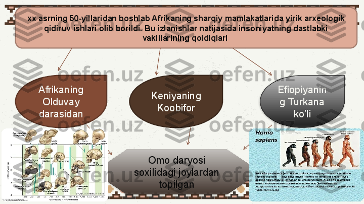 xx asrning 50-yillaridan boshlab Afrikaning sharqiy mamlakatlarida yirik arxeologik 
qidiruv ishlari olib borildi. Bu izlanishlar natijasida insoniyatning dastlabki 
vakillarining qoldiqlari 
Afrikaning 
Olduvay 
darasidan Keniyaning 
Koobifor Efiopiyanin
g Turkana 
ko’li
Omo daryosi 
soxilidagi joylardan 
topilgan   