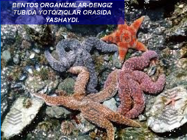 BENTOS ORGANIZMLAR-DENGIZ 
TUBIDA YOTQIZIQLAR ORASIDA 
YASHAYDI. 