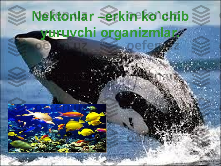 Nektonlar –erkin ko`chib 
yuruvchi organizmlar.Nektonlar –erkin ko`chib 
yuruvchi organizmlar. 