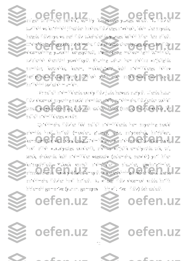 qolgan   to‘qimalar:   perisikl,   kambiy   fellogendan   yuzaga   keladi.   Bu   ildizlar
tuzilishi va ko‘rinishi jihatidan boshqa ildizlarga o‘xshash, lekin ular poyada,
bargda   ildizpoya   va   qari   ildiz   tukchalarida   yuzaga   kelishi   bilan   farq   qiladi.
O‘simlikning   hayotida   qo‘shimcha   ildizlar   katta   ahamiyatga   ega.   Ular   ildiz
sistemasining   yuzasini   kengaytiradi,   o‘simlikning   mahkamligini   ta’minlab,
oziqlanish   sharoitini   yaxshilaydi.   Shuning   uchun   ham   qishloq   xo‘jaligida
pomidor,   kartoshka,   karam,   makkajo‘xori   kabi   o‘simliklarga   ishlov
berilganda   atrofiga   tuproq   to‘plash   yo‘li   bilan   qo‘shimcha   ildiz   paydo
bo‘lishini tezlatish mumkin.
Bir pallali o‘simliklarda asosiy ildiz juda barvaqt   quriydi. Ularda butun
ildiz sistemasi poyaning pastki   qismidan o‘sib, qo‘shimcha ildizlardan tashkil
topadi   va   patak   (popuk)   ildiz   deb   ataladi.   Patak   (popuk)   ildizlar   asosan   bir
pallali o‘simliklarga xosdir.  
Qo‘shimcha   ildizlar   ikki   pallali   o‘simliklarda   ham   poyaning   pastki
qismida   hosil   bo‘ladi   (masalan,   g‘umay,   ajriq,   qo‘ypechak,   bo‘ritikan,
kampirchopon va boshqalarda). O‘simliklarning qo‘shimcha ildiz sistemasini
hosil   qilish   xususiyatiga   asoslanib,   qishloq   xo‘jalik   amaliyotida   tok,   tol,
terak,   chakanda   kabi   o‘simliklar   vegetativ   (qalamcha,   parxish)   yo‘l   bilan
ko‘paytiriladi.   Yuksak   sporali   o‘simliklar   -   plaunlar,   qirqbo‘g‘imlar,
qirqquloqlarda - asosiy ildiz bo‘lmaydi. Rivojlanishning boshlanishida ularda
qo‘shimcha   ildizlar   hosil   bo‘ladi.   Bu   xildagi   ildiz   sistemasi   sodda   bo‘lib
birlamchi  gomoriza  (yunon.  gomoyos  — bir xil;  riza -  ildiz) deb ataladi.
10 