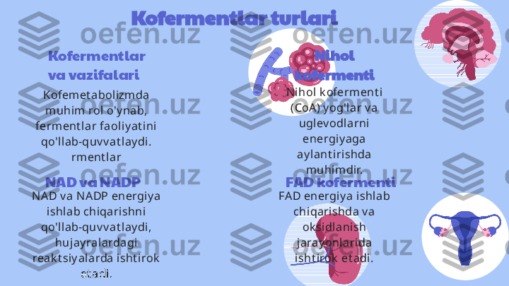 Kofermentlar turlari
Kofermentlar 
va vazifalari
Kofemet abol izmda 
muhim rol o'y nab, 
ferm ent lar faol iy at i ni 
qo'llab-quv v at lay di.
rment lar Nihol 
kofermenti
Ni hol  k oferment i 
(CoA ) y og'lar v a 
uglev odlarni 
energiy aga 
ay lant iri shda 
muhimdir.
NAD va NADP
N AD v a NA DP energiy a 
ishl ab chi qari shni 
qo'llab-quv v at lay di, 
hujay ralardagi 
reak t siy alarda isht irok  
et adi. FAD kofermenti
FAD energi y a ishlab 
chi qarishda v a 
ok sidlanish 
jaray onlarida 
isht irok  et adi. 