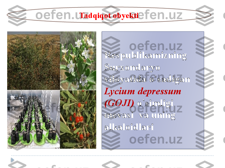 Respublikamizning 
Surxondaryo	
 
viloyatida	
 o`sadigan	 
Lycium depressum  
(GOJI)  o`simligi	
 
mevasi	
  va	 uning	  
alkaloidlariTadqiqot	
 obyekti   