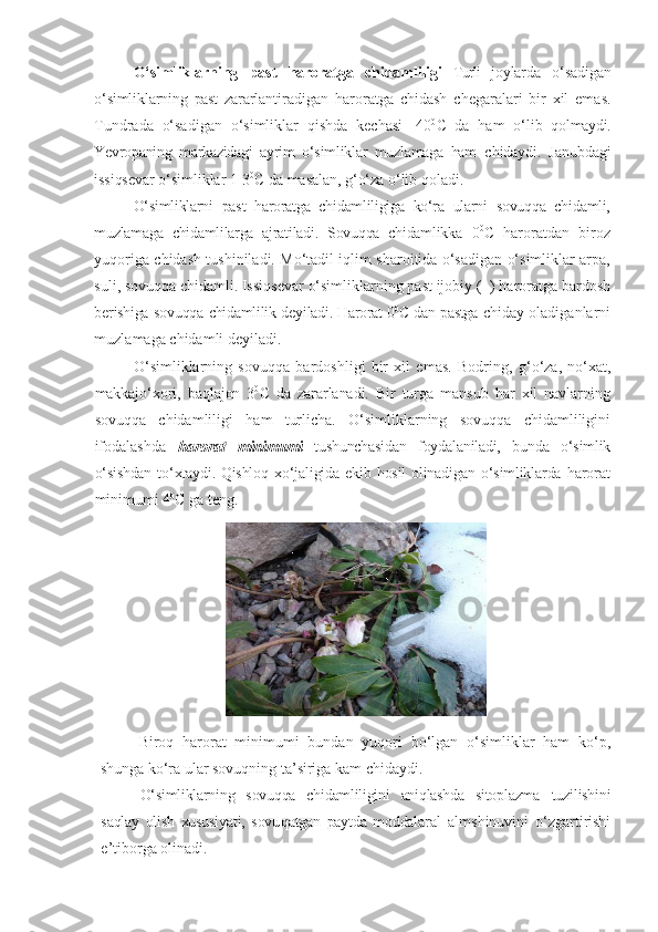 O‘simliklarning   past   haroratga   chidamliligi   Turli   joylarda   o‘sadigan
o‘simliklarning   past   zararlantiradigan   haroratga   chidash   chegaralari   bir   xil   emas.
Tundrada   o‘sadigan   o‘simliklar   qishda   kechasi   -40 0
С   da   ham   o‘lib   qolmaydi.
Yevropaning   markazidagi   ayrim   o‘simliklar   muzlamaga   ham   chidaydi.   Janubdagi
issiqsevar o‘simliklar 1-3 0
С da masalan, g‘o‘za  o‘lib qoladi.
O‘simliklarni   past   haroratga   chidamliligiga   ko‘ra   ularni   sovuqqa   chidamli,
muzlamaga   chidamlilarga   ajratiladi.   Sovuqqa   chidamlikka   0 0
С   haroratdan   biroz
yuqoriga chidash tushiniladi. Mo‘tadil iqlim sharoitida o‘sadigan o‘simliklar arpa,
suli, sovuqqa chidamli. Issiqsevar   o‘simliklarning   past   ijobiy (+) haroratga   bardosh
berishiga   sovuqqa   chidamlilik   deyiladi. Harorat 0 0
С dan pastga  chiday oladiganlarni
muzlamaga chidamli deyiladi.
O‘simliklarning   sovuqqa   bardoshligi   bir   xil   emas.   Bodring,   g‘o‘za,   no‘xat,
makkajo‘xori,   baqlajon   3 0
С   da   zararlanadi.   Bir   turga   mansub   har   xil   navlarning
sovuqqa   chidamliligi   ham   turlicha.   O‘simliklarning   sovuqqa   chidamliligini
ifodalashda   harorat   minimumi   tushunchasidan   foydalaniladi,   bunda   o‘simlik
o‘sishdan   to‘xtaydi. Qishloq   xo‘jaligida   ekib   hosil   olinadigan   o‘simliklarda   harorat
minimumi 4 0
С   ga   teng.
Biroq   harorat   minimumi   bundan   yuqori   bo‘lgan   o‘simliklar   ham   ko‘p,
shunga ko‘ra ular sovuqning ta’siriga kam chidaydi.
O‘simliklarning   sovuqqa   chidamliligini   aniqlashda   sitoplazma   tuzilishini
saqlay   olish   xususiyati,   sovu q atgan   paytda   moddalar al   a lm shinuvini   o‘zgartirishi
e’tiborga olinadi. 