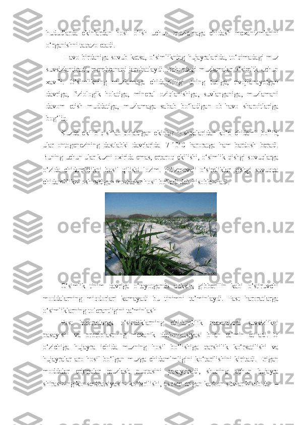 hududlarda   ekinlardan   hosil   olish   uchun   muzlamaga   chidash   mexanizmlarini
o‘rganishni taqazo etadi.
Havo   birdaniga   sovub   ketsa,   o‘simlikning   hujayralarida,   to‘qimadagi   muz
suvsizlantiradi,   membranani   jarohatlaydi.   Bahordagi   muzlamalar   o‘simlik   uchun
xavfli.   O‘simlikning   muzlamaga   chidamliligi   uning   turiga,   rivojlana yo tgan
davriga,   fiziologik   holatiga,   mineral   oziqlanishiga,   suvlanganiga,   muzlamani
davom   etish   muddatiga,   muzlamaga   sabab   bo‘ladigan   ob-havo   sharoitlariga
bog‘liq.
Kuzda   ekilib   qishlab   qoladigan   ekinlar   boshqalaridan   ko‘p   chidamli bo‘lib,
ular   ontogenezining   dastlabki   davrlarida   -7-10 0
С   haroratga   ham   bardosh   beradi.
Buning uchun ular kuzni oxirida emas,   ertaroq  ekilishi,   o‘simlik  qishgi   sovuqlarga
o‘zida   chidamlilikni   hosil   qilishi   lozim.   Ildizmevali   o‘simliklar   qishgi   sovuqqa
chidamlilikni oshiradigan moddalar hosil bo‘ladi deb hisoblaniladi.
O‘simlik   tinim   davriga   o‘tayotganda   auksin,   gibberillin   kabi   o‘stiruvchi
moddalarning   miqdorlari   kamayadi   bu   tinimni   ta’minlaydi.   Past   haroratlarga
o‘simliklarning tolerantligini ta’minlash
Past   haroratlarga   o‘simliklarning   chidamlilik   mexanizmi   suvsizlikni
pasayishi   va   protoplastning   mexanik   deformatsiyasi   bilan   ta’min   etiladi.   U
o‘zichiga   hujayra   ichida   muzning   hosil   bo‘lishiga   qarshilik   ko‘rsatilishi   va
hujayralar   aro   hosil   bo‘lgan   muzga   chidamlmligini   ko‘tarilishini   kiritadi.   Erigan
moddalar   eritmalar   muzlash   nuqtasini   pasaytiradi,   shuning   uchun   hujayra
shirasining konsentratsiyasini ko‘tarilishi, asosan erigan karbon suvlar hisobidan – 