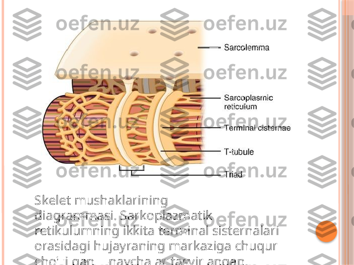 Skelet mushaklarining 
diagrammasi. Sarkoplazmatik 
retikulumning ikkita terminal sisternalari 
orasidagi hujayraning markaziga chuqur 
cho'zilgan T-naychalar tasvirlangan.     