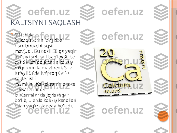 KALTSIYNI SAQLASH

SR ichida 
kalsequestrin [en] deb 
nomlanuvchi oqsil 
mavjud . Bu oqsil 50 ga yaqin 
kaltsiy ionlarini bog'laydi, bu 
esa SR ichidagi erkin kaltsiy 
miqdorini kamaytiradi. Shu 
tufayli SRda ko'proq Ca 2+ 
saqlanishi 
mumkin . Kalsekestrin asosa
n SR/ terminal 
tsisternalarida joylashgan 
bo'lib, u erda kaltsiy kanallari 
bilan yaqin aloqada bo'ladi.     