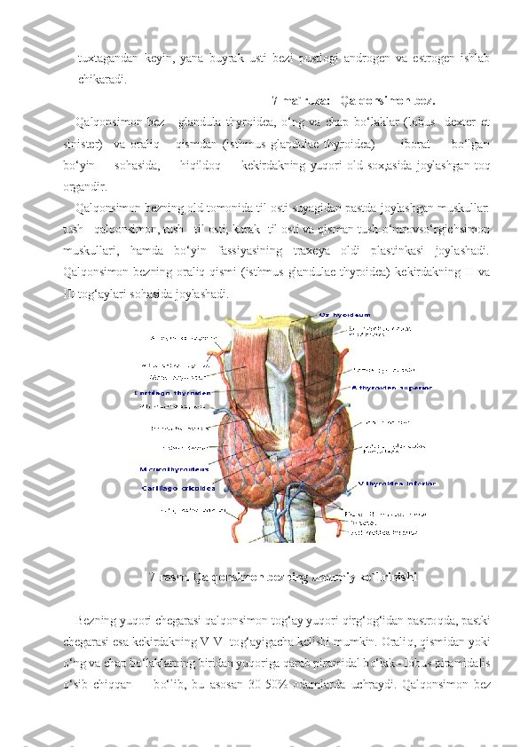 tuxtagandan   keyin,   yana   buyrak   usti   bezi   pustlogi   androgen   va   estrogen   ishlab
chikaradi.
                                                               7-ma`ruza:    Qal q onsimon bez.
Q alqonsimon   bez   -   glandula   thyroidea,   o‘ng   va   chap   bo‘laklar   (lobus     dexter   et
sinister)     va   oraliq       qismdan   (isthmus   glandulae   thyroidea)           iborat         bo‘lgan
bo‘yin         sohasida,         hiqildoq         kekirdakning   yuqori   old   sox,asida   joylashgan   toq
organdir.
Qalqonsimon bezning old tomonida til osti suyagidan pastda   joylashgan muskullar:
tush - qalqonsimon, tush - til osti, kurak - til osti va qisman tush-o‘mrovso‘rgichsimon
muskullari,   hamda   bo‘yin   fassiyasining   traxeya   oldi   plastinkasi   joylashadi.
Qalqonsimon   bezning   oraliq   qismi   (isthmus   glandulae   thyroidea)   kekirdakning   II   va
III tog‘aylari sohasida  joylashadi.
7- r asm . Qalqonsimon bezning umumiy ko`1rinishi
Bezning yu q ori chegarasi  qalqo nsimon to g‘ ay yu q ori  q ir g‘ o g‘ idan pastro q da, pastki
chegarasi esa kekirdakning V-VI to g‘ ayigacha kelishi mumkin. Orali q ,   q ismidan yoki
o‘ n g  va chap b o‘ laklarning biridan yu q origa  q arab piramidal b o‘ lak - lobus  piramidalis
o‘ sib   chi qq an         b o‘ lib,   bu   asosan   30-50%   odamlarda   uchraydi.   Qa l q onsimon   bez 