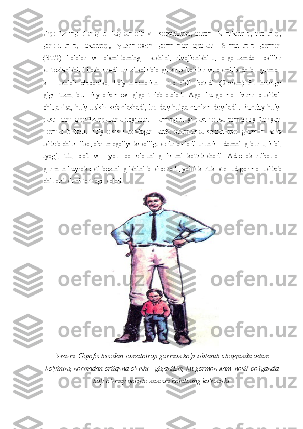 Gipofizning  oldingi  bo'lagidan  olti  xil:   somatotrop, adreno¬kortikotrop, tireotrop,
gonodotrop,   laktotrop,   lyuteinlovchi   gormonlar   ajraladi.   Somatotrop   gormon
(STG)   bolalar   va   o'smirlaming   o'sishini,   rivojlanishini,   organizmda   oqsillar
sintezlanishini boshqaradi. Ba'zi sabablarga ko'ra bolalar va o'smirlarda bu gormon
ko'p   ishlab   chiqarilsa,   bo'y   normadan   ortiq   o'sib   ketadi.   (2-rasm)   Bu   holatga
gigantizm,  bun  day  odam  esa   gigant   deb  ataladi.  Agar  bu  gormon  kamroq  ishlab
chiqarilsa, bo'y o'sishi sekinlashadi, bunday holga nanizm deyiladi . Bunday bo'yi
past odam gipofizar pakana deyiladi. Ularning bo'yi past bo'lsa ham aqliy faoliyati
normal   bo'ladi.   Bo'y   o'sishi   to'xtagan   katta   odamlarda   somatotrop   gormoni   ko'p
ishlab chiqarilsa, akromegaliya kasalligi sodir bo'ladi. Bunda odamning burni, labi,
iyagi,   tili,   qo'l   va   oyoq   panjalarining   hajmi   kattalashadi.   Adrenokortikotrop
gormon buyrak usti bezining ishini boshqaradi, ya'ni kortikosteroid gormon ishlab
chiqarilishini tartibga soladi.
3-rasm.  Gipofiz bezidan somatotrop gormon ko'p isblanib cbiqqanda odam
bo'yining normadan ortiqcha o'sishi - gigantizm, bu gormon kam  hosil bo'lganda
bo'y o'smay qolisbi nanizm holatining ko'rinishi. 