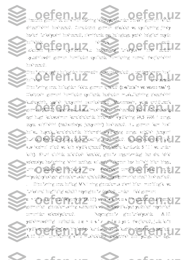 Tireotrop gormon qalqonsimon bezning ishini, ya'ni undan tiroksin gormoni ishlab
chiqarilishini   boshqaradi.   Gonadotrop   gormon   erkaklar   va   ayollarning   jinsiy
bezlari   funksiyasini   boshqaradi,   o'smirlarda   esa   balog'atga   yetish   belgilari   paydo
bo'lishida   ishtirok   etadi.
Laktotrop   gormon   ayollarda   sut   bezlarining   funksiyasini   bosh   qaradi.
Lyuteinlovchi   gormon   homilador   ayollarda   homilaning   normal   rivojlanishini
boshqaradi.
Gipofizning oraliq bo'lagidan intermedin gormoni ajraladi. U terida pigment hosil
bo'lishini   boshqaradi.
Gipofizning   orqa   bo'lagidan   ikkita   gormon   ajraladi   (oksitotsin   va   vazopressin ).
Oksitotsin   gormoni   homilador   ayollarda   bachadon   muskullarining   qisqarishini
kuchaytirib,   tug'ish   jarayonini   osonlashtiradi.   Vazopressin,   ya'ni   antidiuretik
gormon   (ADG)   organizmda   suv   almashinuvini   boshqaradi,   ya'ni   u   buyrakning
egri-bugri   kalavasimon   kanalchalarida   birlamchi   siydikning   98,5¬99%   i   qonga
qayta   so'rilishini   (reabsorbsiya   jarayonini)   boshqaradi.   Bu   gormon   kam   hosil
bo'lsa,   buyrak   kanalchalarida   birlamchi   siydikning   qonga   so'rilish   jarayoni
buziladi.  Natijada   qandsiz   diabet   kasalligi   sodir   bo'ladi.  Bu   kasallikda   odam   ko'p
suv   iste'mol   qiladi   va   ko'p   siydik   ajratadi   (bir   kecha-kunduzda   5-10   l   va   undan
ko'p).   Shuni   alohida   ta'kidlash   kerakki,   gipofiz   organizmdagi   bar¬cha   ichki
sekretsiya   bezlarining   ishini   tartibga   soluvchi   hukmron   bez   bo'lishi   bilan   birga,
uning   funksiyasi   markaziy   nerv   sistemasi   tomonidan,   ya'ni   oraliq
miyadajoylashgan gipotalamusdan ajraladigan neyrogormonlar orqali boshqariladi.
.       Gipofizning orqa bo‘lagi MNT ning gipotalamus qismi  bilan   morfologik   va
funksional bog‘liqligi sababli  neyrogipofiz  deyiladi.  Undan    ikki gormon: 
a   n   t   i   d   i   u   r   e   t   i   k   gormon   (ADG)   va   o   k   s   i   t   o   s   i   n   ajraladi .   Bu     peptid
gormonlar     gipotalamusning   supraoptik   va     paraventikulyar   yadrolari   neyronlari
tomonidan   sekresiyalanadi.               Neyrogipofiz     gipofunksiyasida       ADG
yetishmovchiligi     oqibatida     q   a   n     d  s   i   z       d   i   a   b   ye   t     rivojlanadi,   juda   ko‘p
siydik   ajratiladi   (ba’zan   bir   kecha-   kunduzda   20   l),   kuchli     chanqoq     kuzatiladi.
ADG   qon     tomirlarning   silliq   mushaklarini   qisqartirish   qobiliyatiga   ham   ega. 