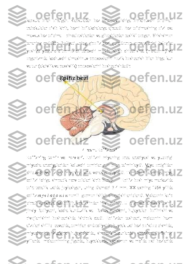 kapsula   bilan   o‘ralgan.   Kapsuladan   bez   to‘qimasi   ichiga   biriktiruvchi   to‘qimali
trabekulalar   o‘sib   kirib,   bezni   bo‘lakchalarga   ajratadi.   Bez   to‘qimasining   o‘zi   esa
maxsus bez  to‘qima – pinealotsitlardan va gliotsitlardan tashkil topgan.  Shishsimon
tananing   endokrin   faoliyati   uning   gipofiz   bezi   gonadotrop   gormonlarini   balog‘at
yoshiga   yetguncha   tormozlab   turuvchi   modda   ishlab   chiqarishda   (melatonin)   va
organizmda   kechuvchi  almashinuv   protsesslarini  nozik   boshqarish  bilan  birga   kun
va tun (aktivlik va passivlik) protsesslarini boshqarishdadir.
4-rasm. Epifiz bezi
Epifizning   tomir   va   nervlari.   Epifizni   miyaning   orqa   arteriyasi   va   yuqorigi
miyacha   arteriyalaridan   keluvchi   tomirlar   qon   bilan   ta’minlaydi.   Miya   ortig‘idan
chiquvchi venoz qon miyaning katta venasiga quyiladi.   Tomirlar bilan birga miya
epifizi   ichiga   simpatik   nerv   tolalari   kirib   boradi.         Epifiz   bosh   miya   markazida
t o‘ rt   tepalik   ustida   joylashgan,   uning   diametri   3-4   mm.   XX   asrning   19 5 8   yil i da
epifiz  m ye l a t o n i n  nomli  gormon ishlab chi q arishi ani q landi. Melatonin k o‘ p
q irrali samaraga ega b o‘ lib, seratonindan  h osil b o‘ ladi. U  pigment  almashinuvini,
jinsiy   faoliyatni,   kecha-kunduzlik   va     fasllik   ritmlarni,   h ujayralar     b o‘ linishi   va
rivojlanishini   bosh q arishda   ishtirok   etadi.   Epifizdan   tash q ari,   melatonin   h azm
a’zolari shilli q    q avatida, tomirlar  endoteliysida,   buyrak usti bezi p o‘ stlo q q ismida,
miyachaning     Purkine     h ujayralarida,   simpatik   tugunlarda     sintezlanadi.   S o‘ ngi
yillarda     melatoninning   jigarda,   buyraklarda,   ayrisimon   va   me ’ da   osti   bezlarida 