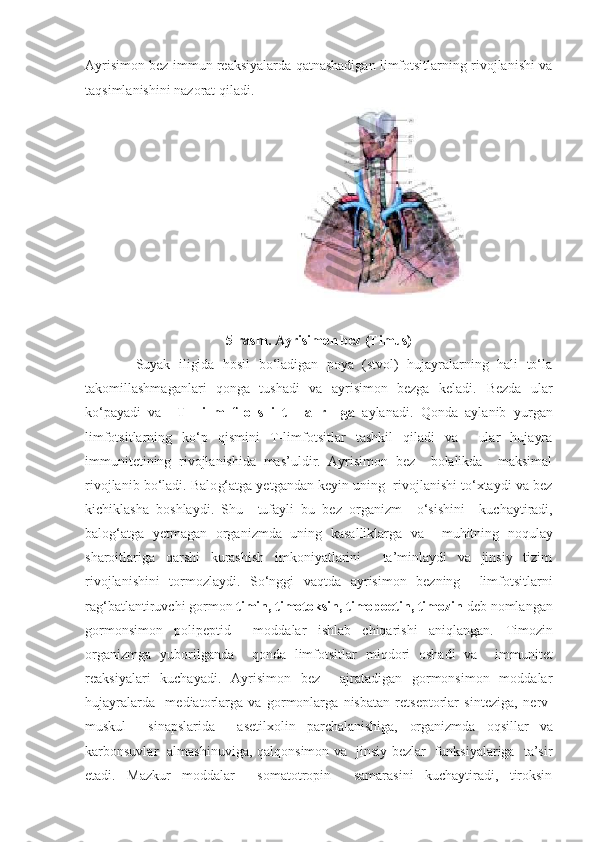 Ayrisimon bez immun reaksiyalarda qatnashadigan limfotsitlarning rivojlanishi va
taqsimlanishini nazorat qiladi.  
                                                                   
5-rasm. Ayrisimon bez (Timus)
            Suyak   iligida   hosil   bo‘ladigan   poya   (stvol)   hujayralarning   hali   to‘la
takomillashmaganlari   qonga   tushadi   va   ayrisimon   bezga   keladi.   Bezda   ular
ko‘payadi   va     T-l   i   m   f   o   s   i   t   l   a   r     ga   aylanadi.   Q onda   aylanib   yurgan
limfotsitlarning   ko‘p   qismini   T-limfotsitlar   tashkil   qiladi   va     ular   hujayra
immunitetining   rivojlanishida   mas’uldir.   Ayrisimon   bez     bolalikda     maksimal
rivojlanib bo‘ladi. Balo g‘ atga yetgandan keyin uning  rivojlanishi to‘xtaydi va bez
kichiklasha   boshlaydi.   Shu     tufayli   bu   bez   organizm     o‘ sishini     kuchaytiradi,
balo g‘ atga   yetmagan   organizmda   uning   kasalliklarga   va     muhitning   no q ulay
sharoitlariga   qarshi   kurashish   imkoniyatlarini     ta’minlaydi   va   jinsiy   tizim
rivojlanishini   tormozlaydi.   So‘nggi   vaqtda   ayrisimon   bezning     limfotsitlarni
rag‘batlantiruvchi gormon  timin, timotoksin, timopoetin, timozin  deb nomlangan
gormonsimon   polipeptid     moddalar   ishlab   chiqarishi   aniqlangan.   Timozin
organizmga   yuborilganda     q onda   limfotsitlar   mi q dori   oshadi   va     immunitet
reaksiyalari   kuchayadi.   Ayrisimon   bez     ajratadigan   gormonsimon   moddalar
hujayralarda     mediatorlarga   va   gormonlarga   nisbatan   retseptorlar   sinteziga,   nerv-
muskul     sinapslarida     asetilxolin   parchalanishiga,   organizmda   oqsillar   va
karbonsuvlar   almashinuviga,   q al q onsimon va   jinsiy bezlar   funksiyalariga   ta’sir
etadi.   Mazkur   moddalar     somatotropin     samarasini   kuchaytiradi,   tiroksin 